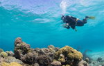 New Tech Lets Us Track Real-Time Health of Coral Reefs Around the World